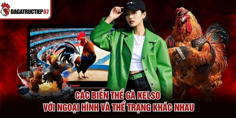 Các biến thể gà Kelso với ngoại hình và thể trạng khác nhau