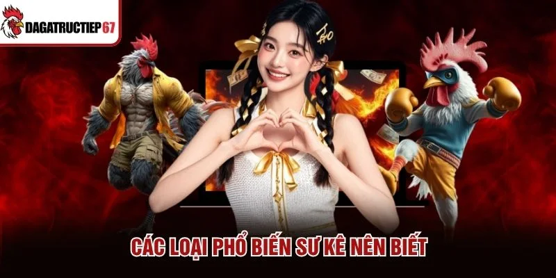Các loại phổ biến sư kê nên biết