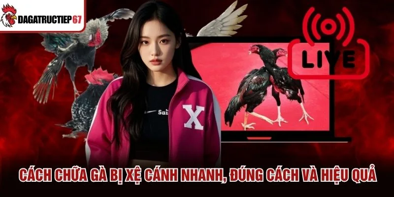 Cách Chữa Gà Bị Xệ Cánh Nhanh, Đúng Cách Và Hiệu Quả