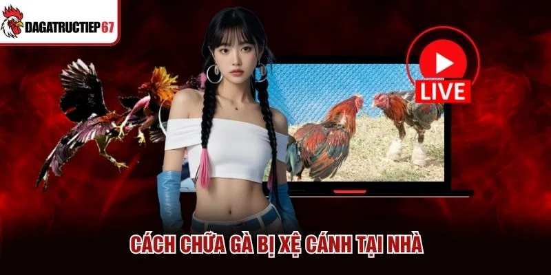 Cách chữa gà bị xệ cánh tại nhà