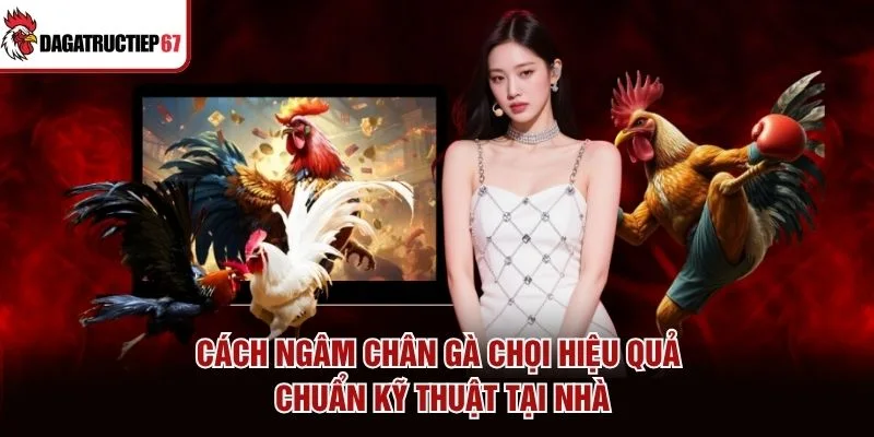 Cách Ngâm Chân Gà Chọi Hiệu Quả, Chuẩn Kỹ Thuật Tại Nhà
