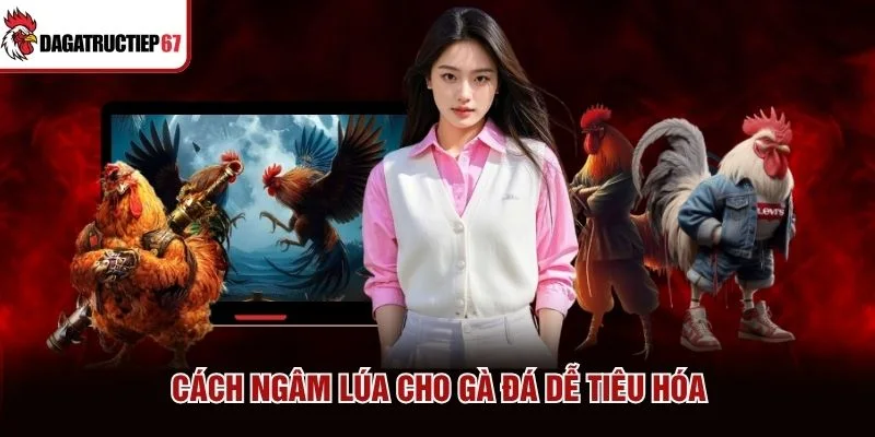 Cách ngâm lúa cho gà đá dễ tiêu hóa