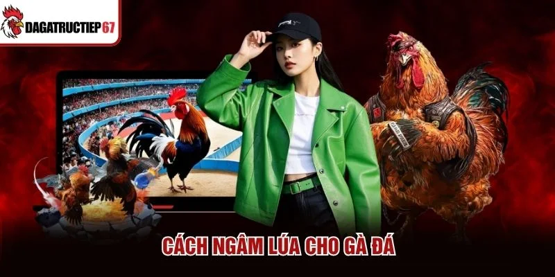 Cách Ngâm Lúa Cho Gà Đá Đúng Kỹ Thuật, Dễ Áp Dụng
