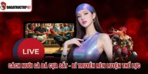 Cách Nuôi Gà Đá Cựa Sắt - Bí Truyền Rèn Luyện Thể Lực