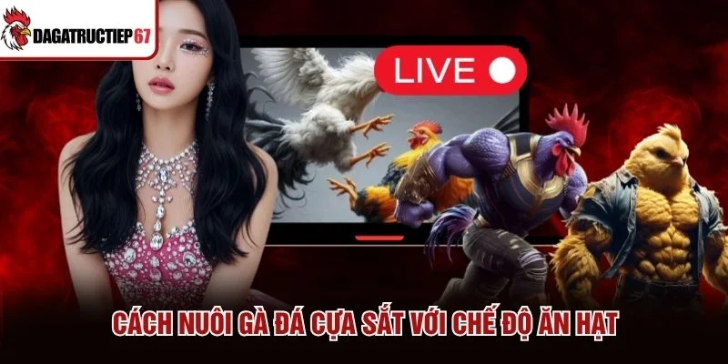 Cách nuôi gà đá cựa sắt với chế độ ăn hạt