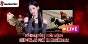 Cách Trị Gà Bị Nhớt Miệng Hiệu Quả, An Toàn Trong Năm 2026
