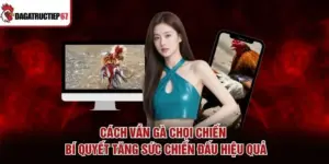 Cách Vần Gà Chọi Chiến - Bí Quyết Tăng Sức Chiến Đấu Hiệu Quả