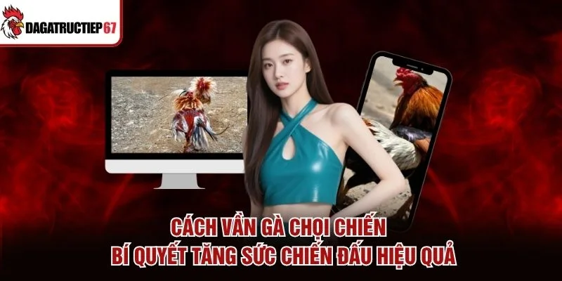 Cách Vần Gà Chọi Chiến - Bí Quyết Tăng Sức Chiến Đấu Hiệu Quả