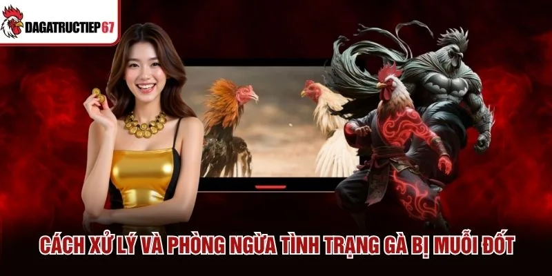 Cách xử lý và phòng ngừa tình trạng gà bị muỗi đốt