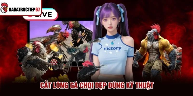 Cắt lông gà chọi đẹp đúng kỹ thuật