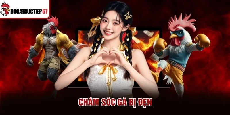 Chăm sóc gà bị đẹn