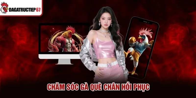 Chăm sóc gà què chân hồi phục