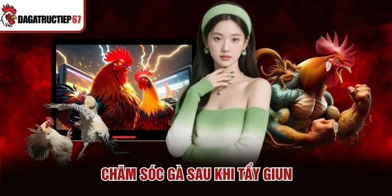 Chăm sóc gà sau khi tẩy giun Chăm sóc gà sau khi tẩy giun