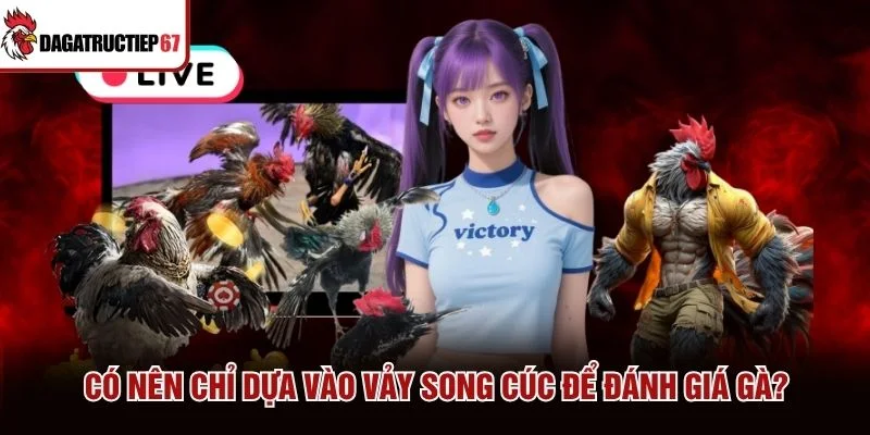 Có nên chỉ dựa vào vảy song cúc để đánh giá gà?