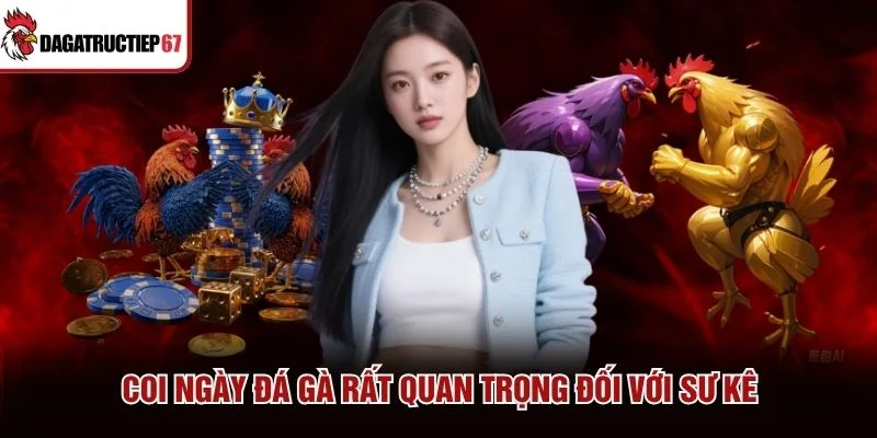 Coi ngày đá gà&nbsp;rất quan trọng đối với sư kê