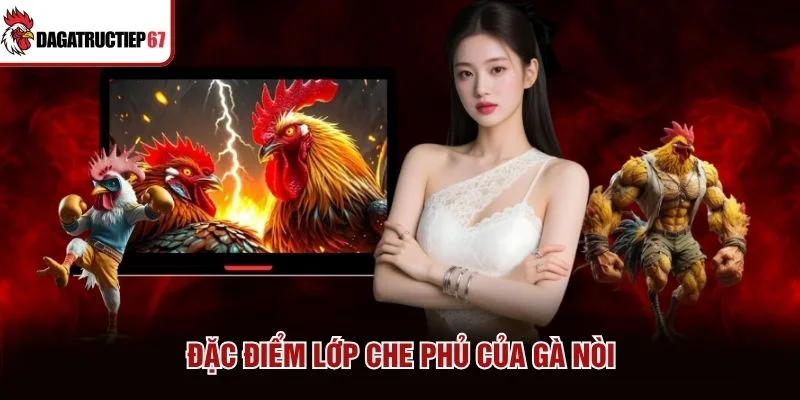 Đặc điểm lớp che phủ của gà nòi