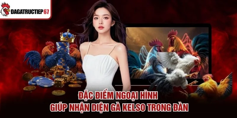 Đặc điểm ngoại hình giúp nhận diện gà Kelso trong đàn