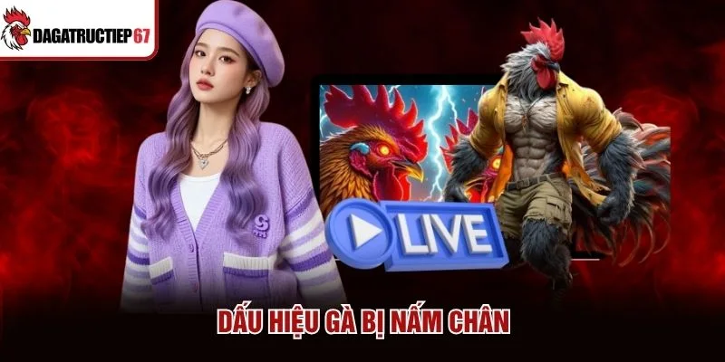 Dấu hiệu gà bị nấm chân