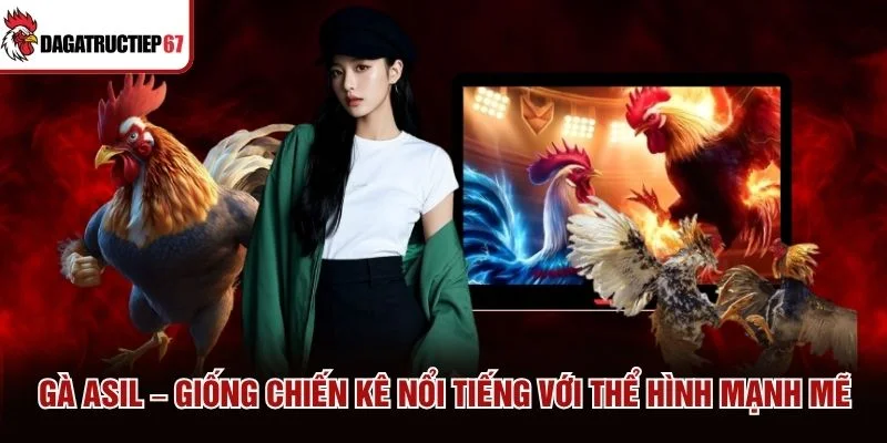 Gà Asil – Giống Chiến Kê Nổi Tiếng Với Thể Hình Mạnh Mẽ