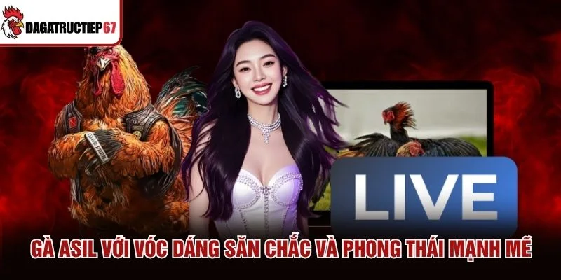 Gà Asil với vóc dáng săn chắc và phong thái mạnh mẽ