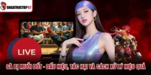 Gà Bị Muỗi Đốt - Dấu Hiệu, Tác Hại Và Cách Xử Lý Hiệu Quả