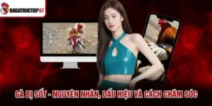 Gà Bị Sốt - Nguyên Nhân, Dấu Hiệu Và Cách Chăm Sóc