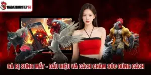 Gà Bị Sưng Mắt - Dấu Hiệu Và Cách Chăm Sóc Đúng Cách