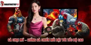 Gà chọi Mỹ – Giống Gà Chiến Nổi Bật Với Tốc Độ Cao