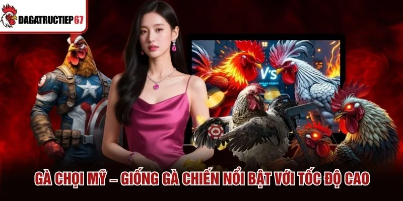 Gà chọi Mỹ – Giống Gà Chiến Nổi Bật Với Tốc Độ Cao