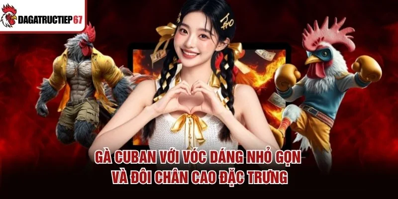 Gà Cuban với vóc dáng nhỏ gọn và đôi chân cao đặc trưng