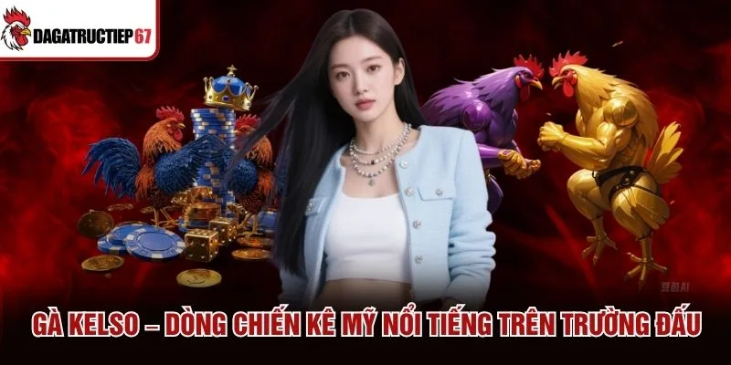 Gà Kelso – Dòng Chiến Kê Mỹ Nổi Tiếng Trên Trường Đấu
