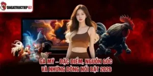 Gà Mỹ – Đặc Điểm, Nguồn Gốc Và Những Dòng Nổi Bật 2026