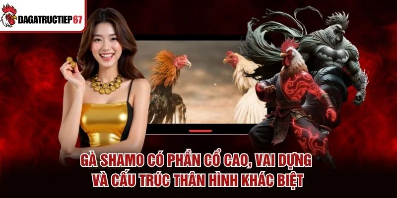 Gà Shamo có phần cổ cao, vai dựng và cấu trúc thân hình khác biệt