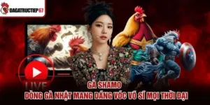 Gà Shamo – Dòng Gà Nhật Mang Dáng Vóc Võ Sĩ Mọi Thời Đại