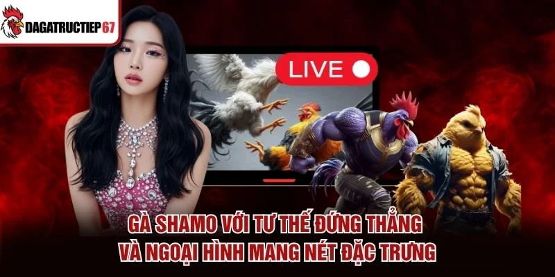 Gà Shamo với tư thế đứng thẳng và ngoại hình mang nét đặc trưng