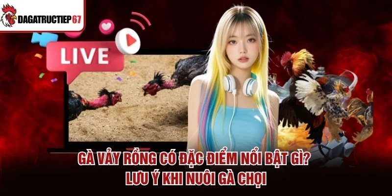 Gà Vảy Rồng Có Đặc Điểm Nổi Bật Gì? Lưu Ý Khi Nuôi Gà Chọi