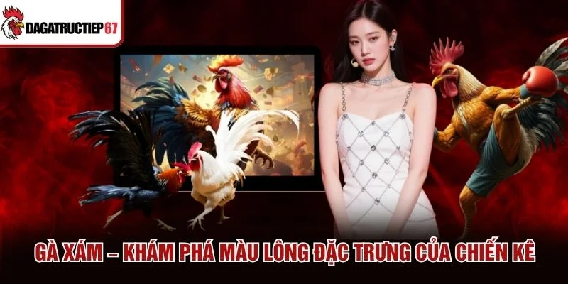 Gà Xám – Khám Phá Màu Lông Đặc Trưng Của Chiến Kê