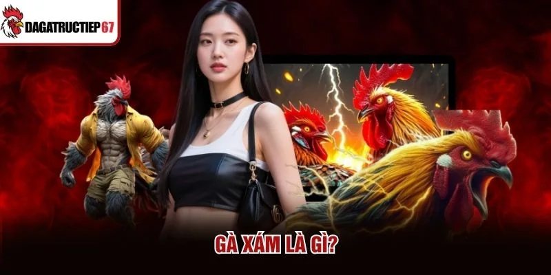 Gà Xám là gì?