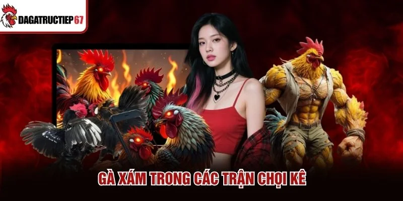 Gà Xám trong các trận chọi kê