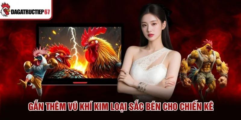 Gắn thêm vũ khí kim loại sắc bén cho chiến kê Gắn thêm vũ khí kim loại sắc bén cho chiến kê