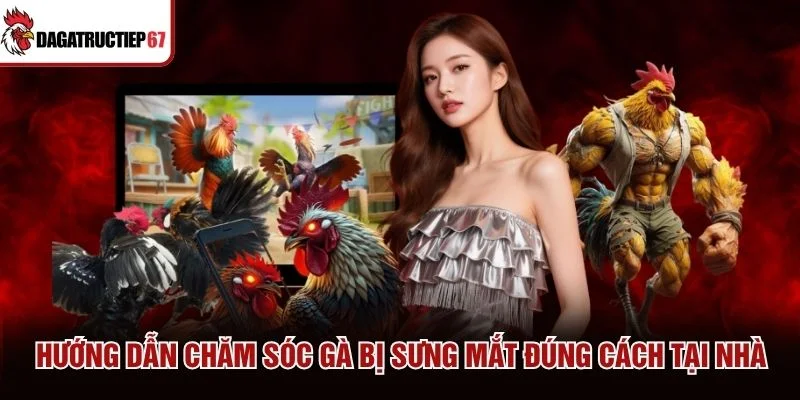 Hướng dẫn chăm sóc gà bị sưng mắt đúng cách tại nhà