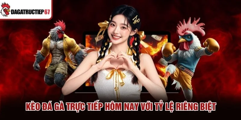 Kèo đá gà trực tiếp hôm nay với tỷ lệ riêng biệt