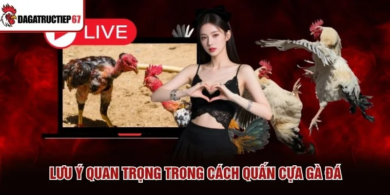 Lưu ý quan trọng trong cách quấn cựa gà đá Lưu ý quan trọng trong cách quấn cựa gà đá
