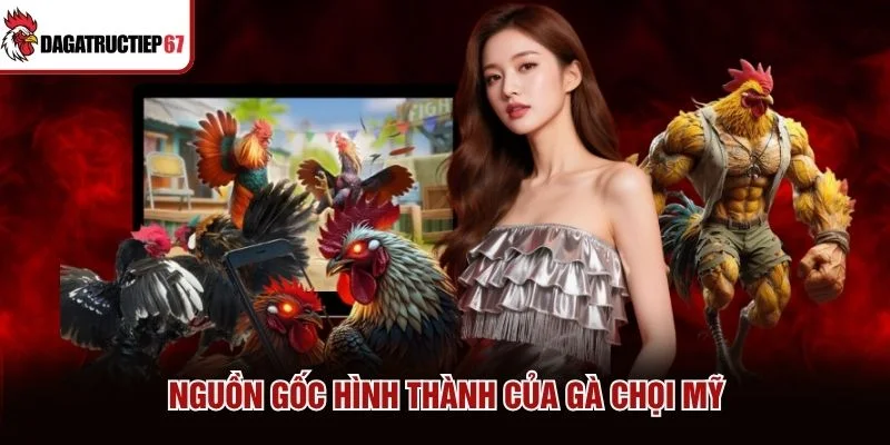 Nguồn gốc hình thành của gà chọi Mỹ