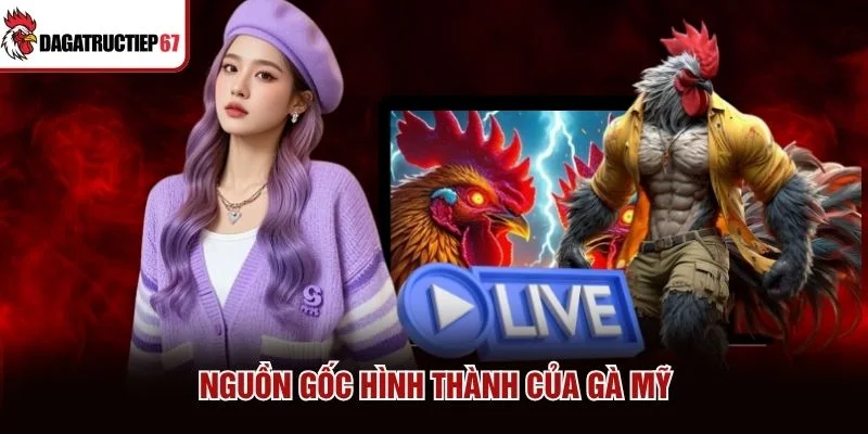 Nguồn gốc hình thành của gà Mỹ