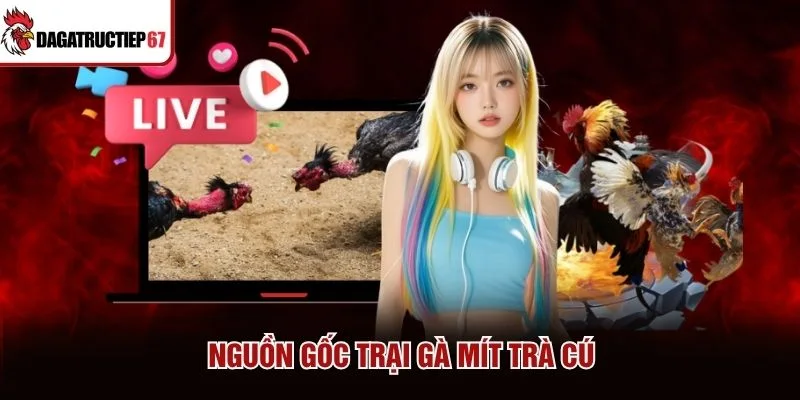 Nguồn gốc trại gà Mít Trà Cú