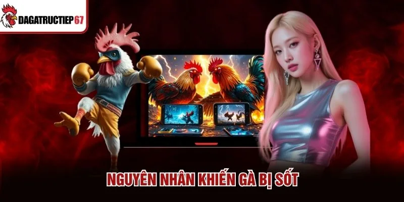 Nguyên nhân khiến gà bị sốt