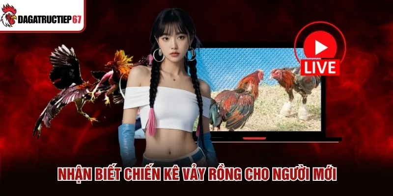 Nhận biết chiến kê vảy rồng cho người mới