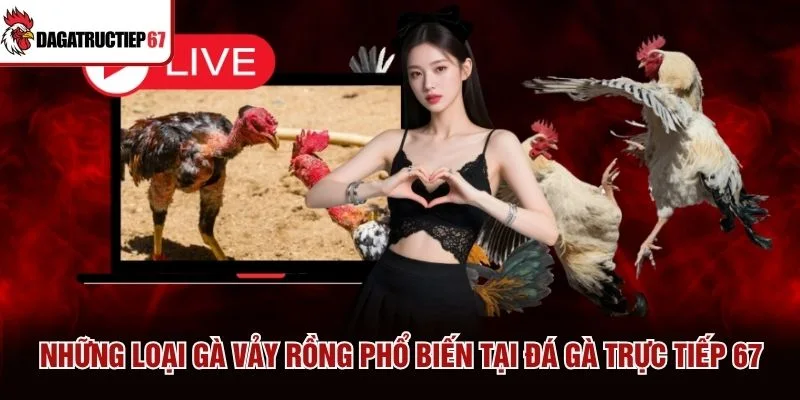 Những loại gà vảy rồng phổ biến tại Đá Gà Trực Tiếp 67