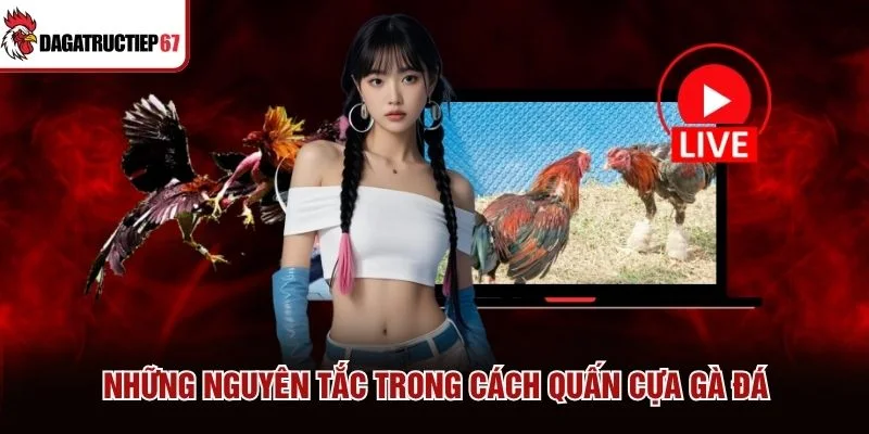 Những nguyên tắc trong cách quấn cựa gà đá Những nguyên tắc trong cách quấn cựa gà đá